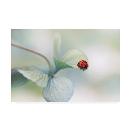 Trademark Fine Art Ellen van Deelen 'Ladybird On Hydrangea.' Canvas Art, 22x32 1X09910-C2232GG